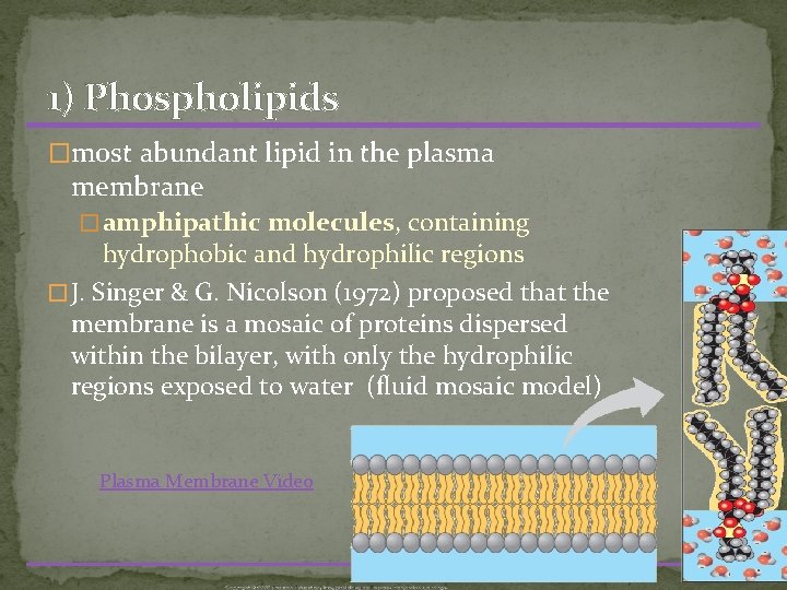 1) Phospholipids �most abundant lipid in the plasma membrane � amphipathic molecules, containing hydrophobic