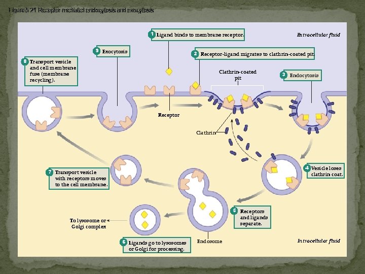 Figure 5 -21 Receptor-mediated endocytosis and exocytosis 1 Ligand binds to membrane receptor. 9