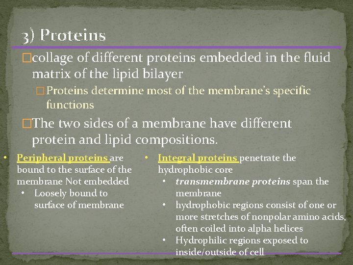 3) Proteins �collage of different proteins embedded in the fluid matrix of the lipid
