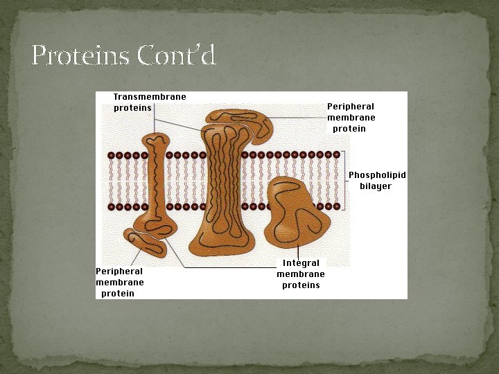 Proteins Cont’d 