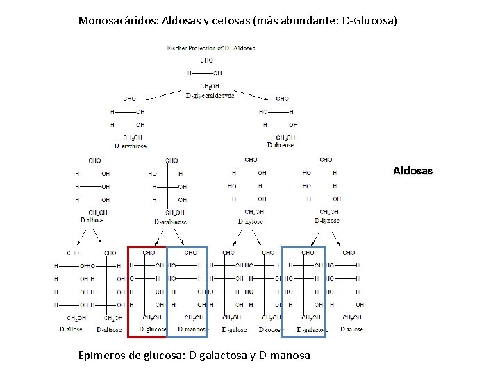 Monosacáridos: Aldosas y cetosas (más abundante: D-Glucosa) Aldosas Epímeros de glucosa: D-galactosa y D-manosa