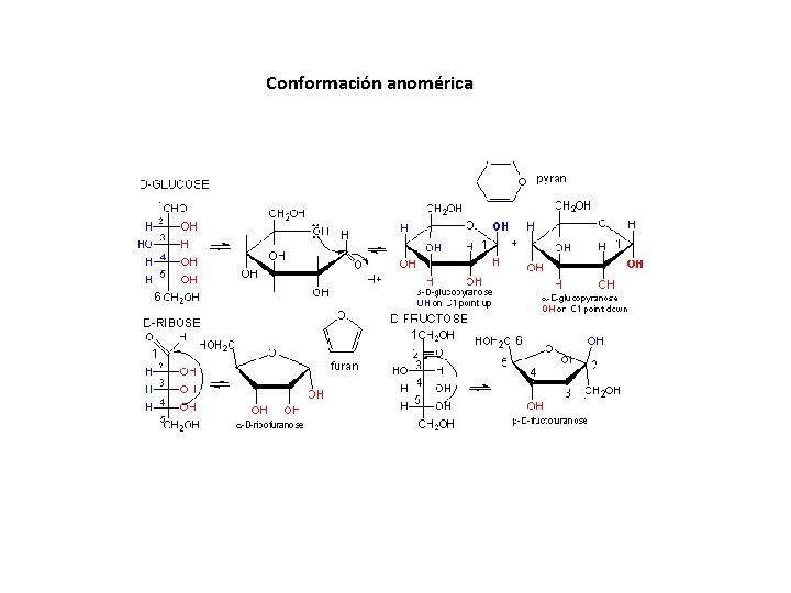 Conformación anomérica 