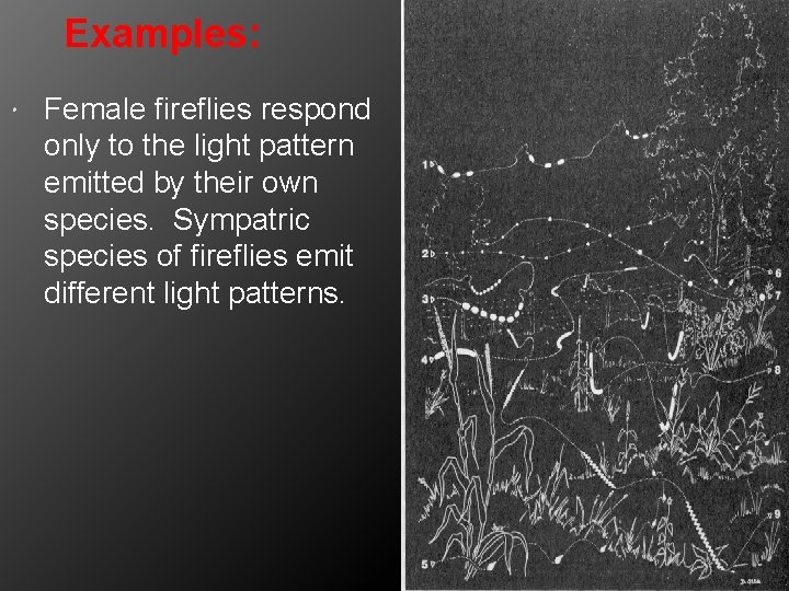 Examples: Female fireflies respond only to the light pattern emitted by their own species.