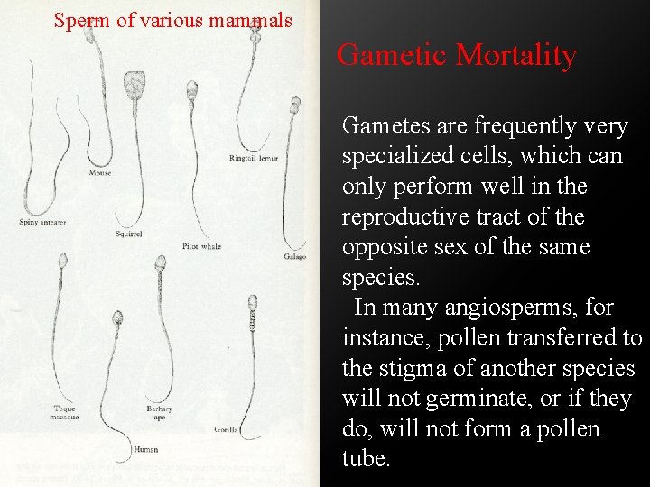 Sperm of various mammals Gametic Mortality Gametes are frequently very specialized cells, which can