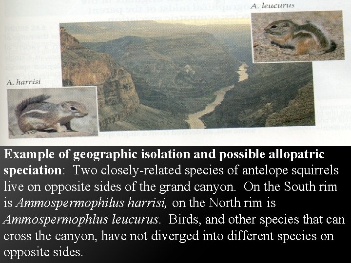 Example of geographic isolation and possible allopatric speciation: Two closely-related species of antelope squirrels