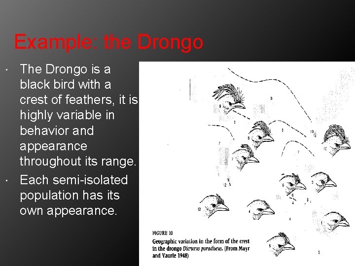 Example: the Drongo The Drongo is a black bird with a crest of feathers,