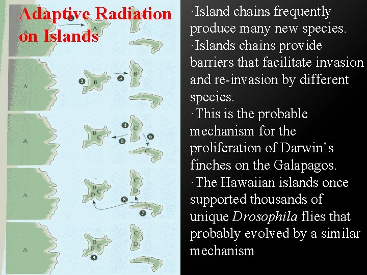 Adaptive Radiation on Islands ·Island chains frequently produce many new species. ·Islands chains provide