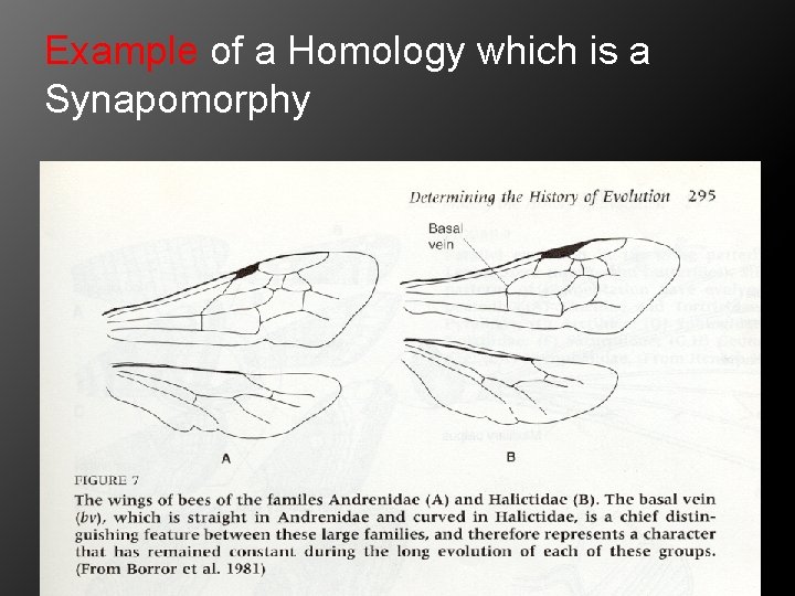 Example of a Homology which is a Synapomorphy 