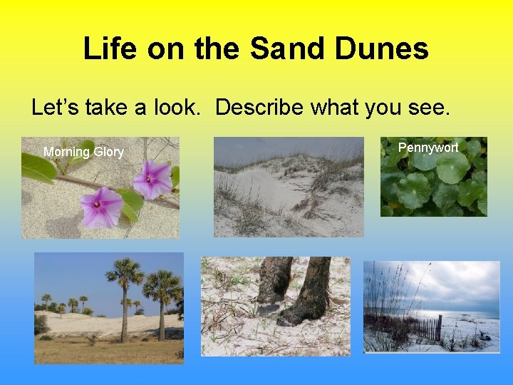 Life on the Sand Dunes Let’s take a look. Describe what you see. Morning