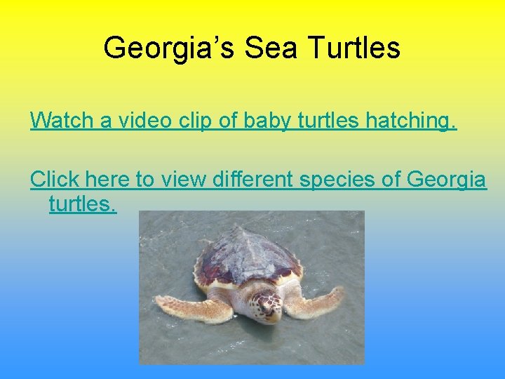 Georgia’s Sea Turtles Watch a video clip of baby turtles hatching. Click here to