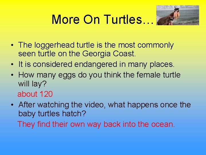 More On Turtles… • The loggerhead turtle is the most commonly seen turtle on
