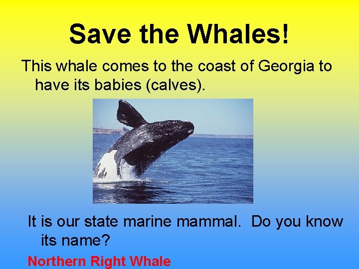 Save the Whales! This whale comes to the coast of Georgia to have its