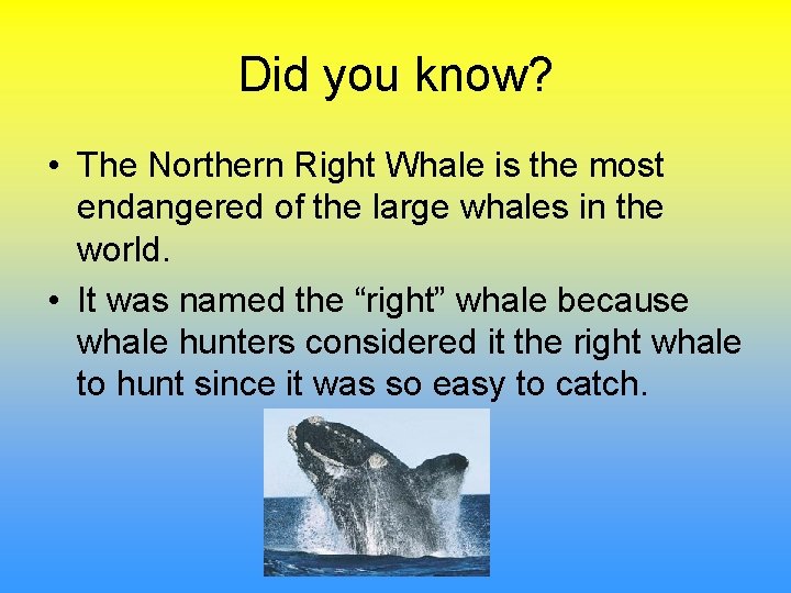 Did you know? • The Northern Right Whale is the most endangered of the