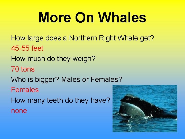 More On Whales How large does a Northern Right Whale get? 45 -55 feet