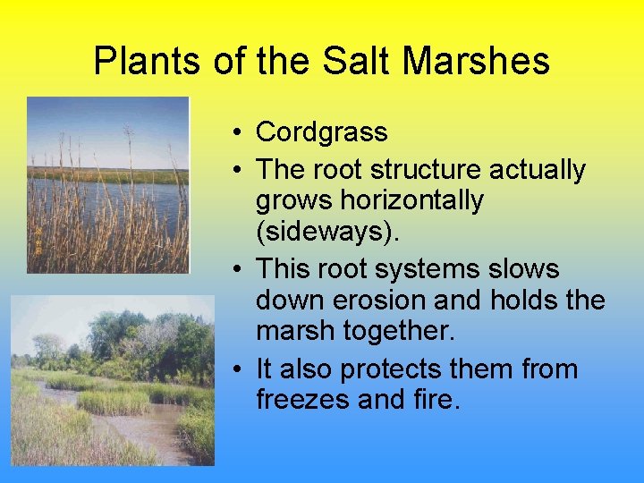 Plants of the Salt Marshes • Cordgrass • The root structure actually grows horizontally