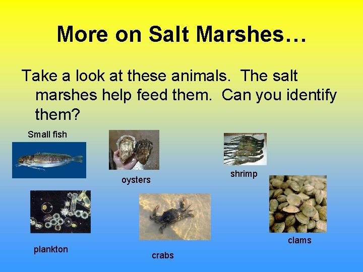 More on Salt Marshes… Take a look at these animals. The salt marshes help