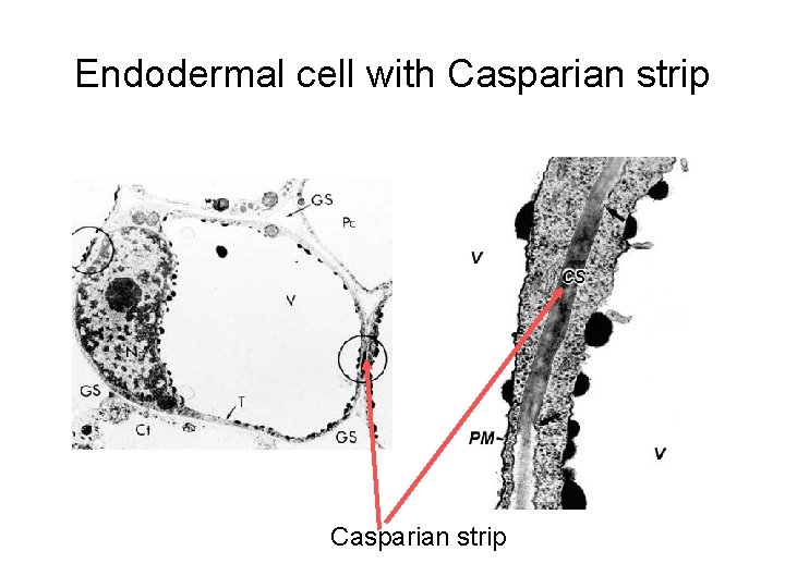 Endodermal cell with Casparian strip 