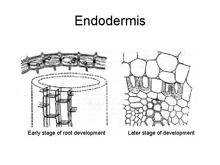 Endodermis Early stage of root development Later stage of development 