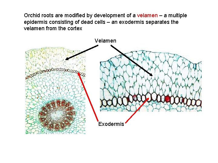 Orchid roots are modified by development of a velamen – a multiple epidermis consisting