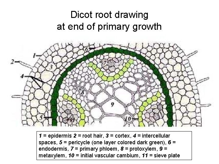 Dicot root drawing at end of primary growth 1 = epidermis 2 = root