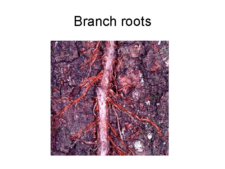 Branch roots 