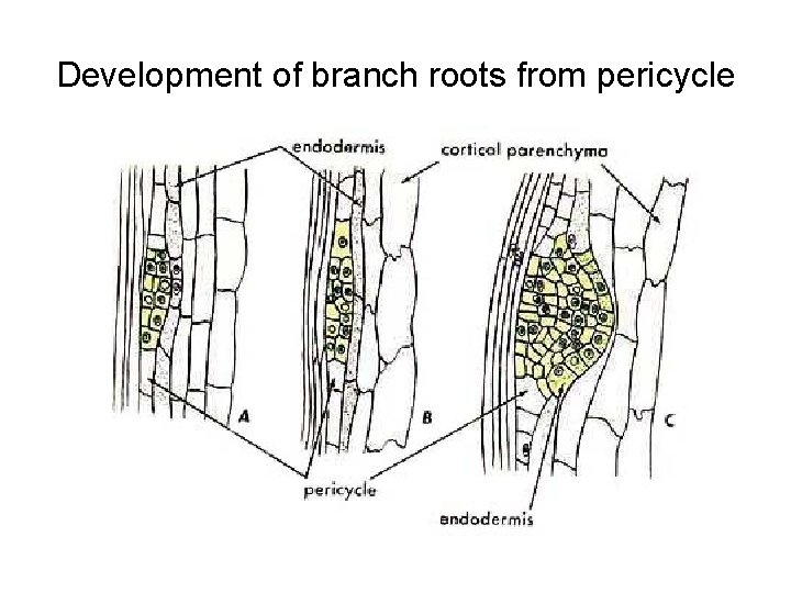 Development of branch roots from pericycle 