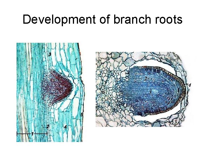 Development of branch roots 