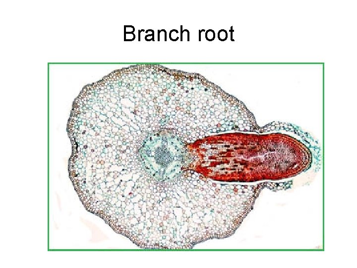 Branch root 