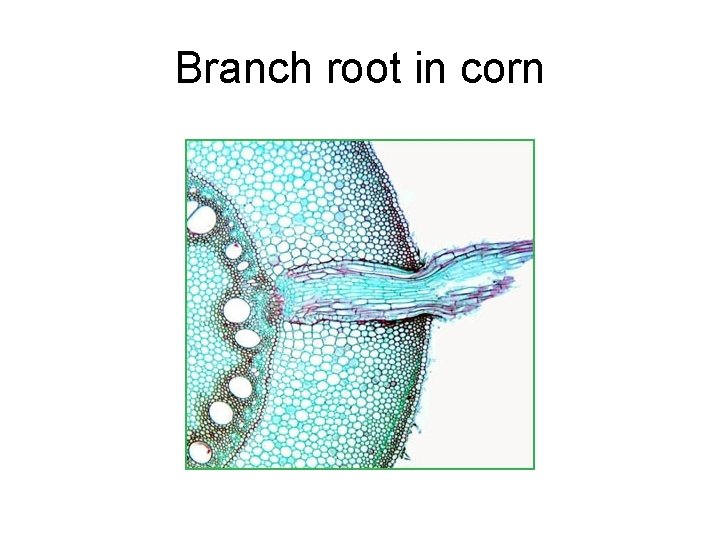 Branch root in corn 