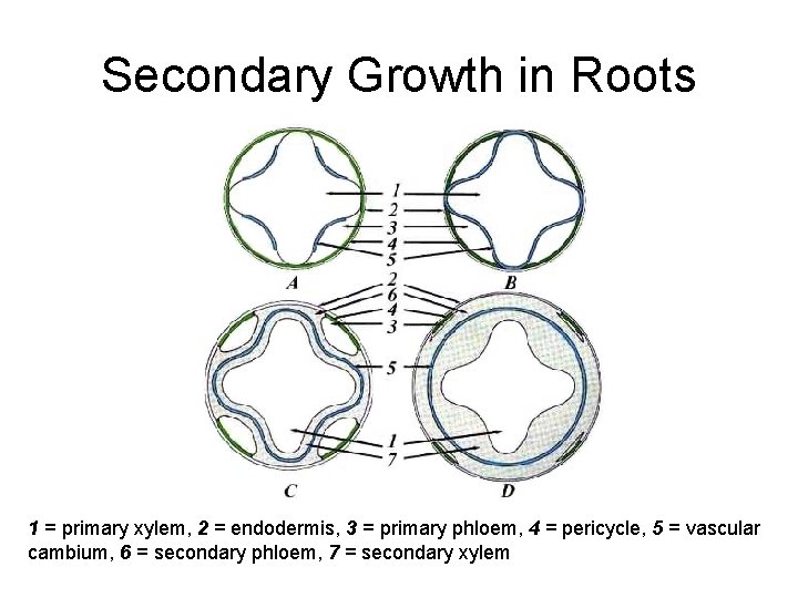 Secondary Growth in Roots 1 = primary xylem, 2 = endodermis, 3 = primary