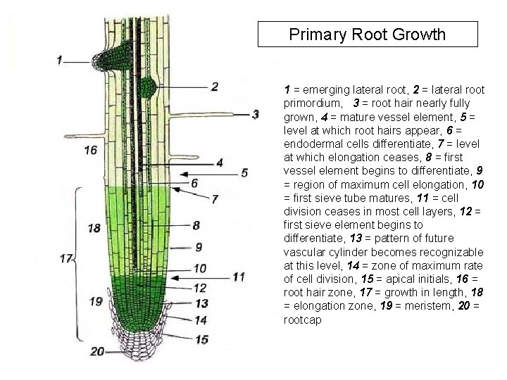 Primary Root Growth 1 = emerging lateral root, 2 = lateral root primordium, 3