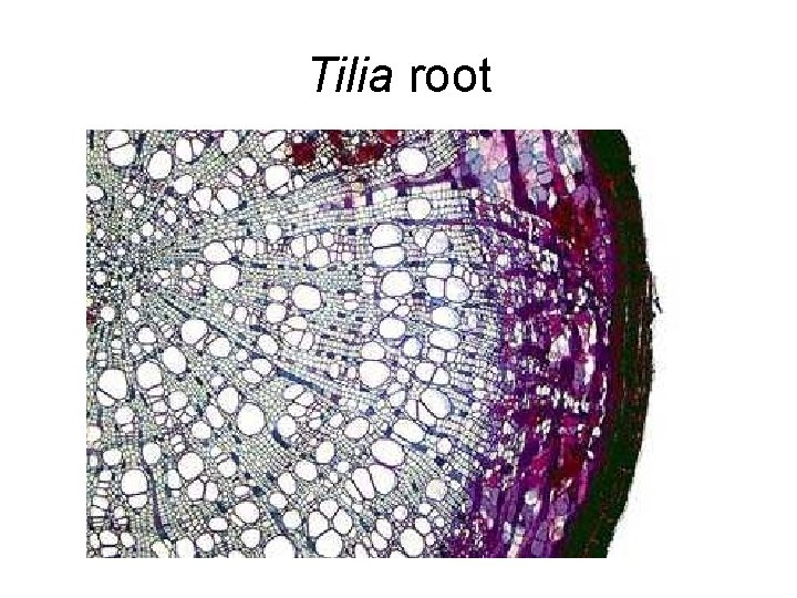 Tilia root 