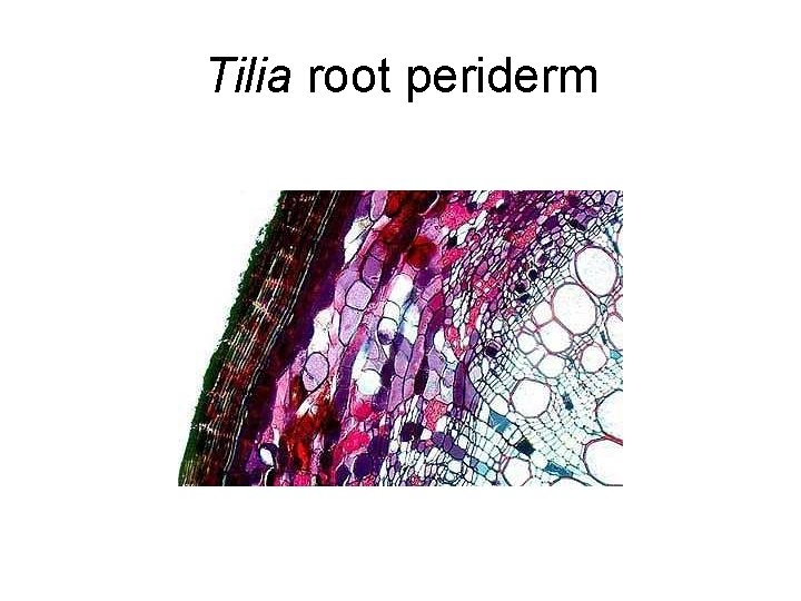 Tilia root periderm 
