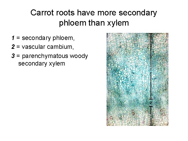Carrot roots have more secondary phloem than xylem 1 = secondary phloem, 2 =