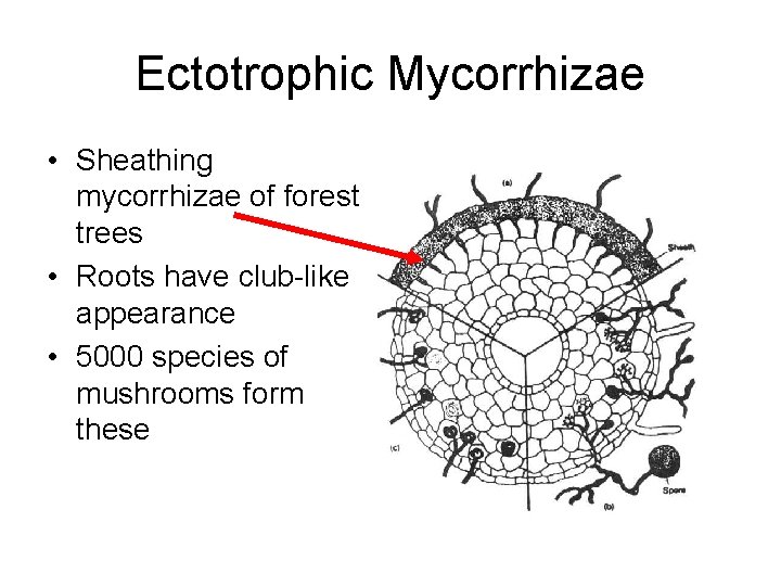 Ectotrophic Mycorrhizae • Sheathing mycorrhizae of forest trees • Roots have club-like appearance •