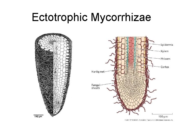 Ectotrophic Mycorrhizae 