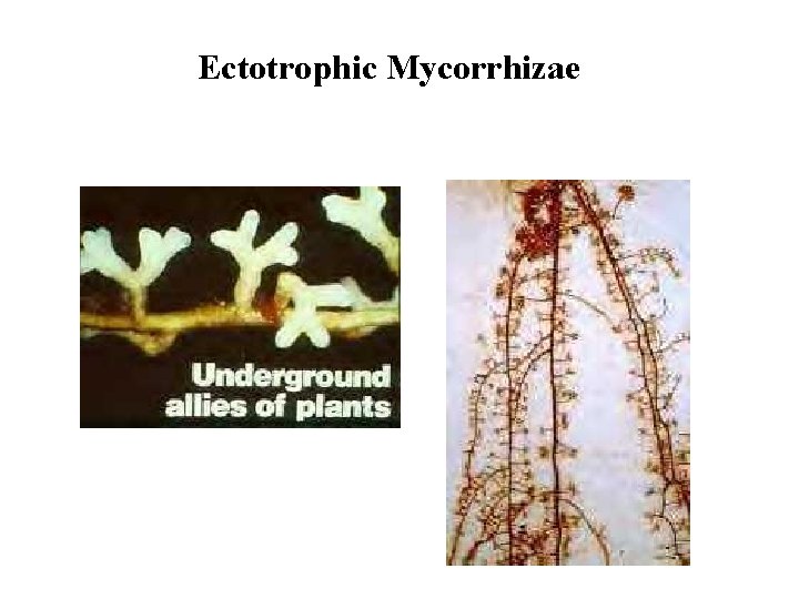 Ectotrophic Mycorrhizae 