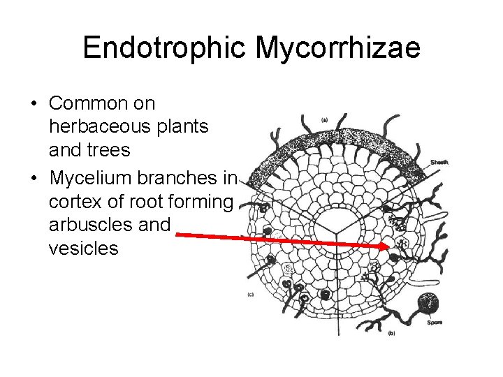 Endotrophic Mycorrhizae • Common on herbaceous plants and trees • Mycelium branches in cortex