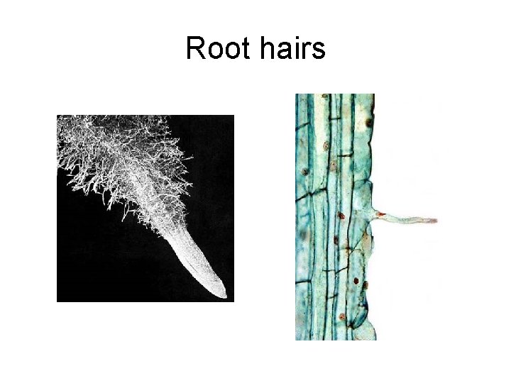 Root hairs 