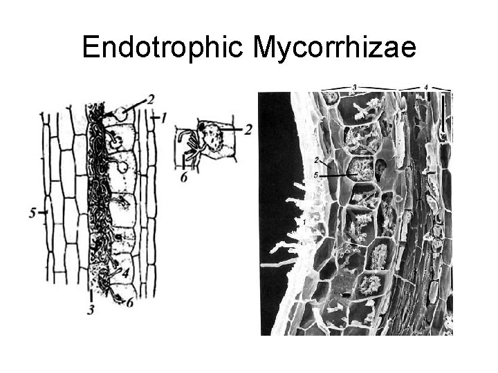 Endotrophic Mycorrhizae 