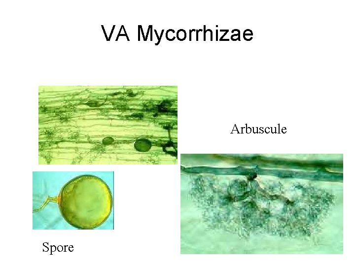 VA Mycorrhizae Arbuscule Spore 