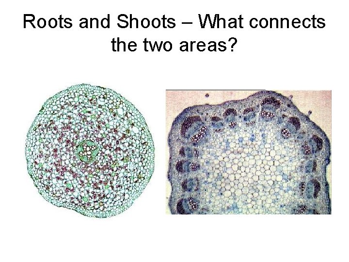 Roots and Shoots – What connects the two areas? 