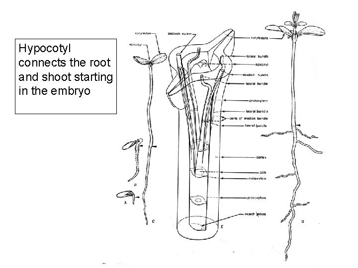 Hypocotyl connects the root and shoot starting in the embryo 