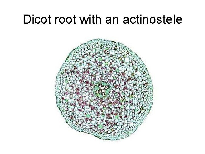 Dicot root with an actinostele 