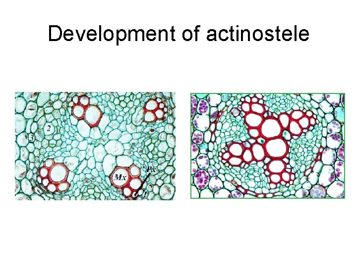 Development of actinostele 