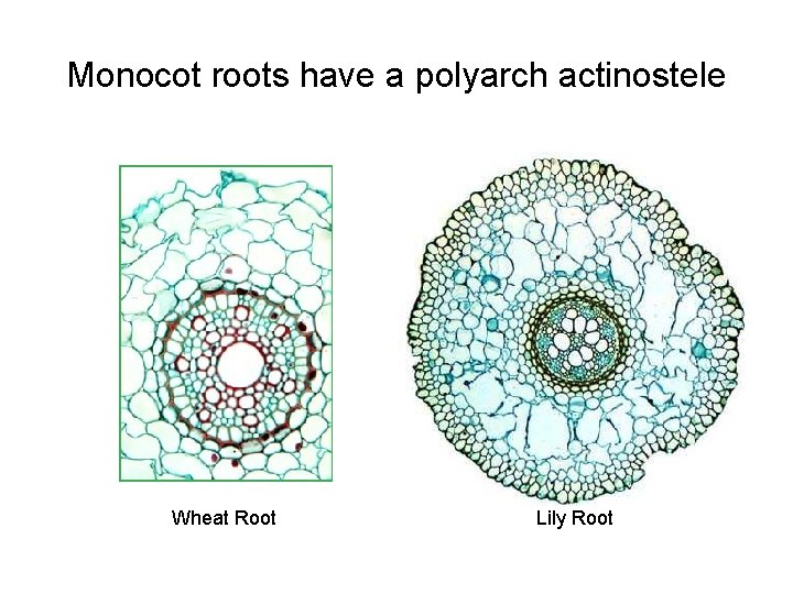 Monocot roots have a polyarch actinostele Wheat Root Lily Root 