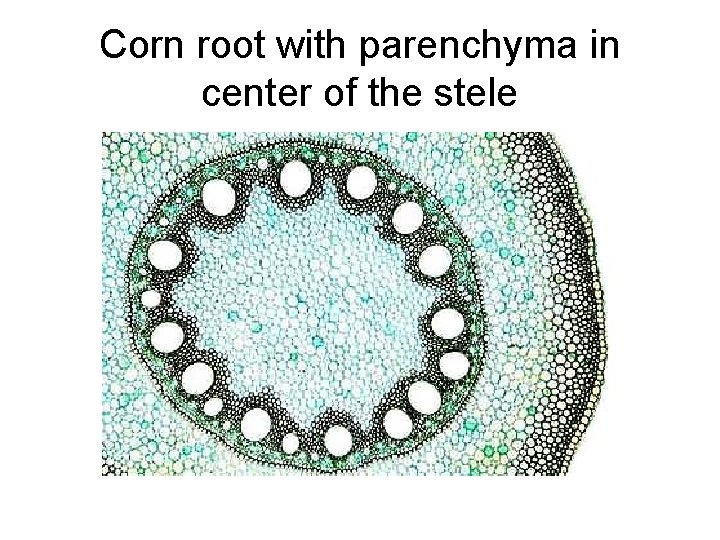 Corn root with parenchyma in center of the stele 