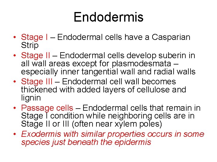Endodermis • Stage I – Endodermal cells have a Casparian Strip • Stage II