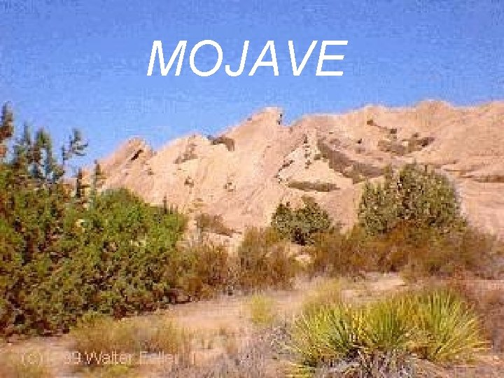 MOJAVE 