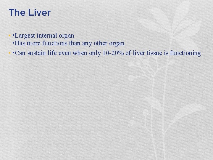 The Liver • • Largest internal organ • Has more functions than any other